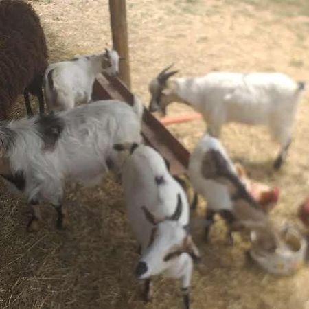 Agrifarm La Corte Apartment Villa Bensi 외부 사진
